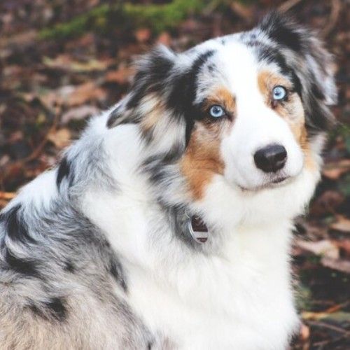 Pretty, Skinny, and Blue-Eyed Dog Breeds