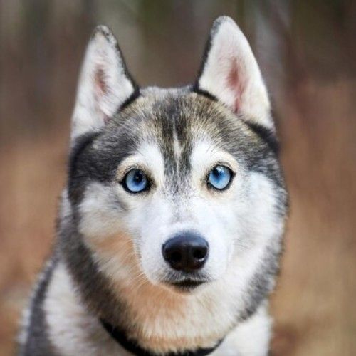 Pretty, Skinny, and Blue-Eyed Dog Breeds