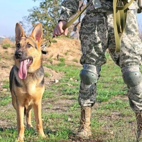 Top Army and K9 Dog Breeds for Service and Security