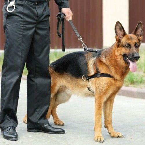 Top Army and K9 Dog Breeds for Service and Security