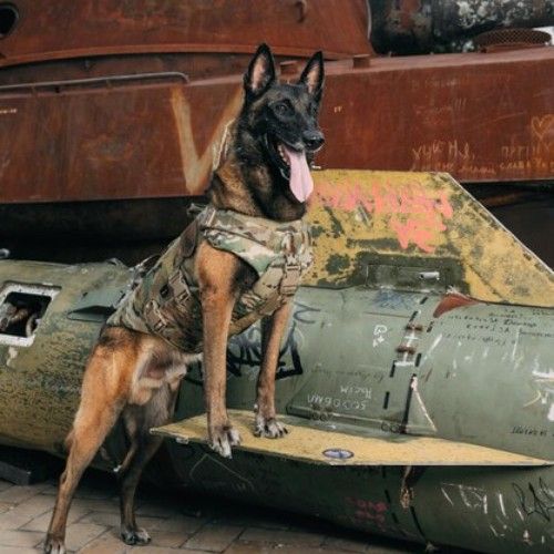 Top Army and K9 Dog Breeds for Service and Security