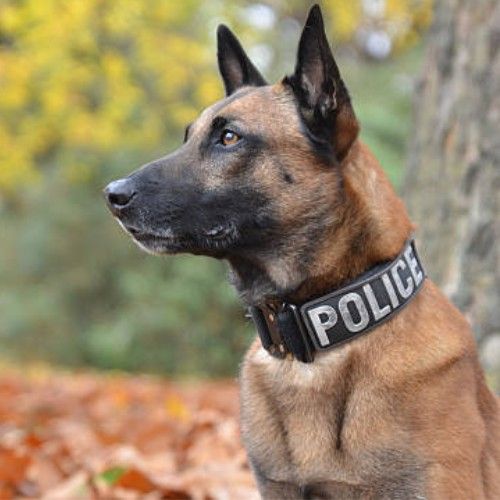 Top Army and K9 Dog Breeds for Service and Security