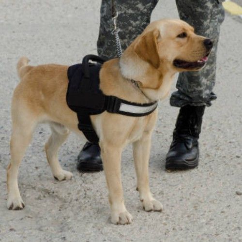 Top Army and K9 Dog Breeds for Service and Security