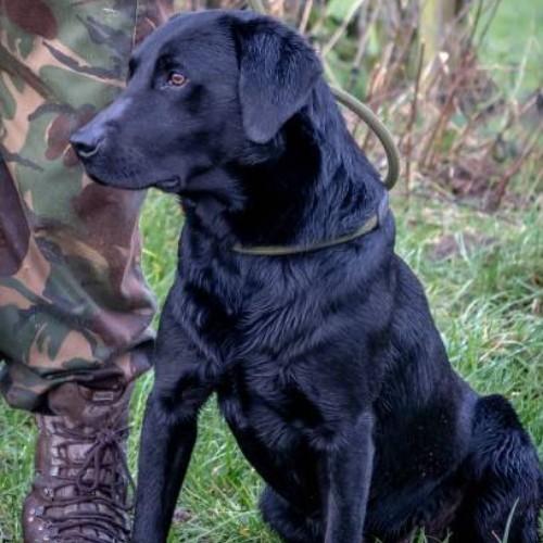 Top Army and K9 Dog Breeds for Service and Security