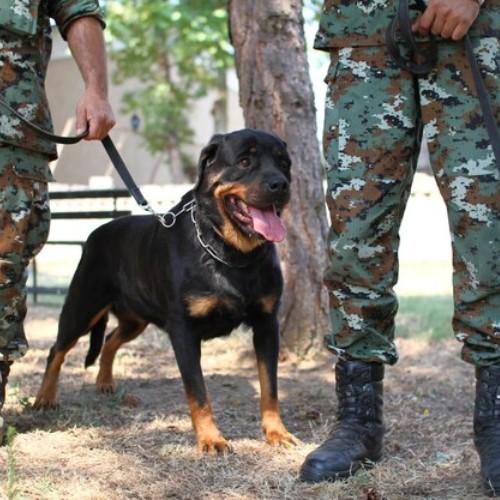 Top Army and K9 Dog Breeds for Service and Security