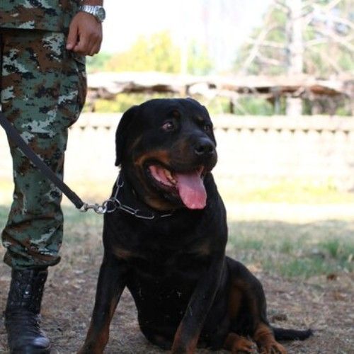 Top Army and K9 Dog Breeds for Service and Security