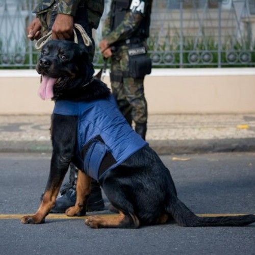 Top Army and K9 Dog Breeds for Service and Security