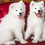 Charming Samoyed Mix Breeds