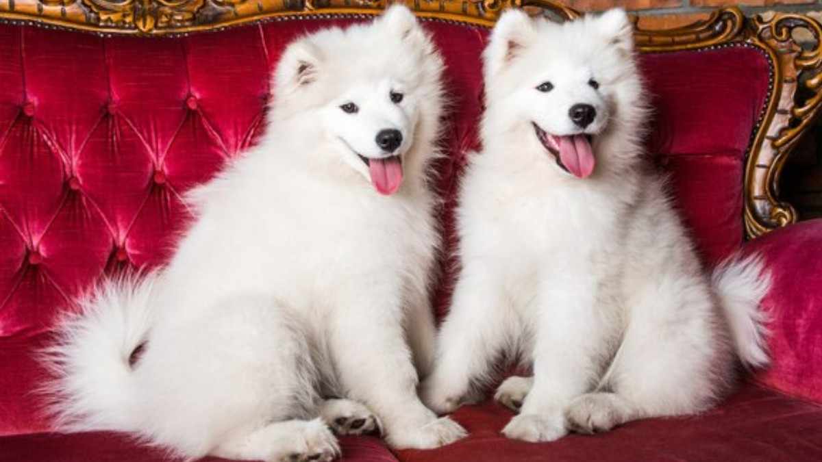 Charming Samoyed Mix Breeds