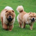 Exploring the Chow Chow Dog Breed