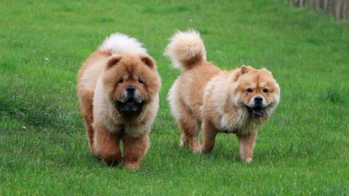 Exploring the Chow Chow Dog Breed