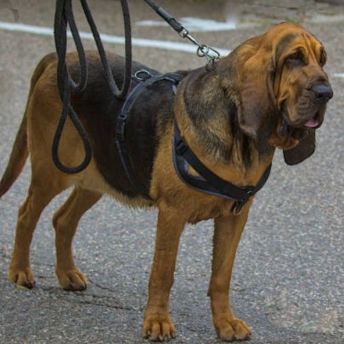 Top Army and K9 Dog Breeds for Service and Security