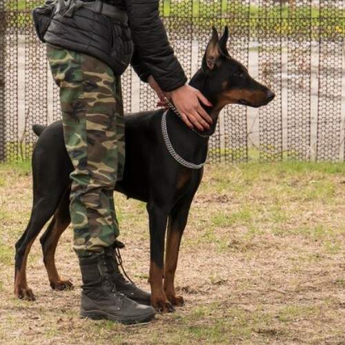 Top Army and K9 Dog Breeds for Service and Security