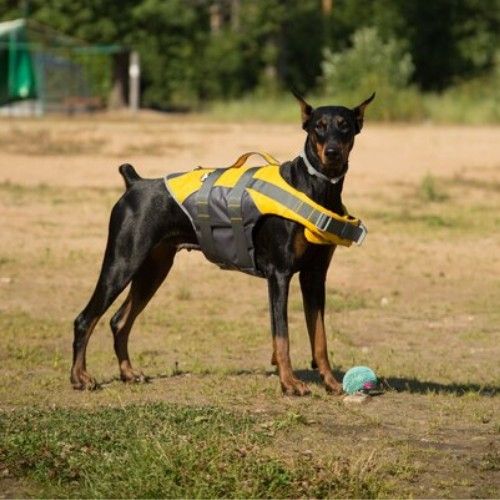 Top Army and K9 Dog Breeds for Service and Security