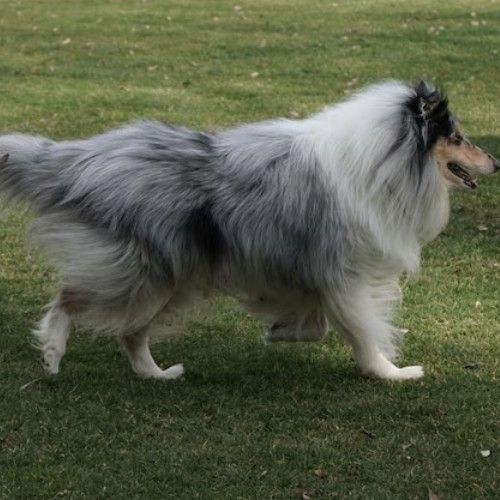 Mini Rough Collies: A Guide to Their Colors and Traits