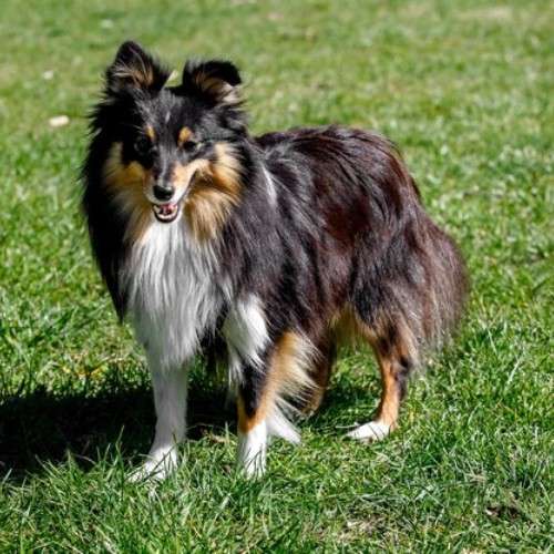 Mini Rough Collies: A Guide to Their Colors and Traits