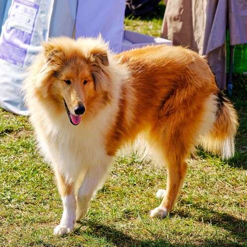 Mini Rough Collies: A Guide to Their Colors and Traits