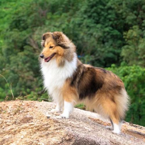 Mini Rough Collies: A Guide to Their Colors and Traits