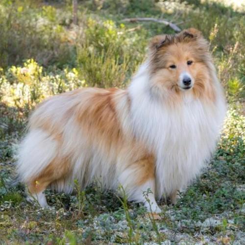 Mini Rough Collies: A Guide to Their Colors and Traits