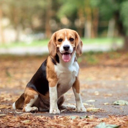 The Loyal and Lovable Basset Hound: Exploring Mixes and Variations