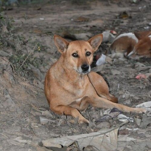 Indian Stray Dog Breeds