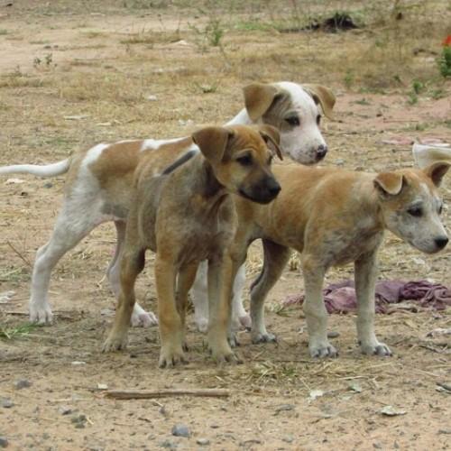 Indian Stray Dog Breeds