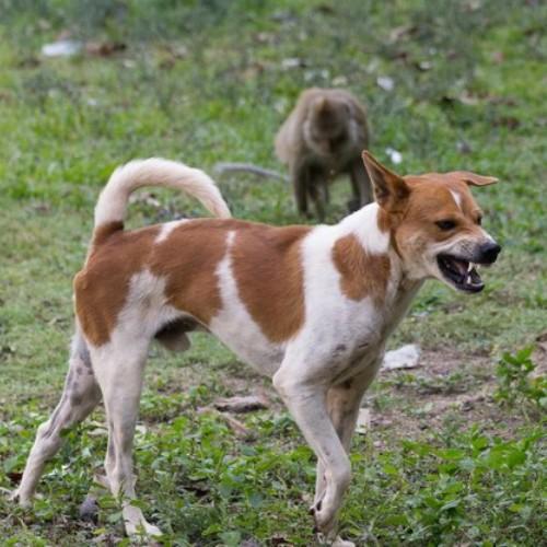 Indian Stray Dog Breeds