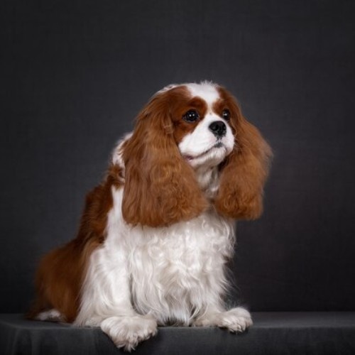 Top 10 Calm Small Dog Breeds