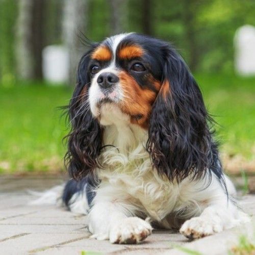 Top 10 Calm Small Dog Breeds