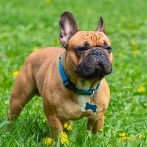 Top 10 Calm Small Dog Breeds