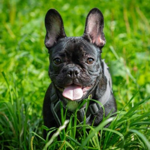 Top 10 Calm Small Dog Breeds