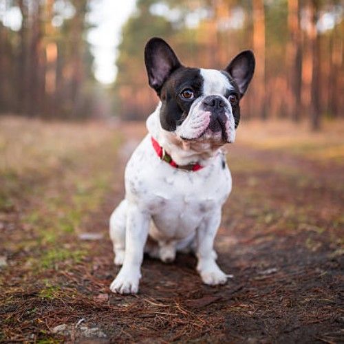 Top 10 Calm Small Dog Breeds