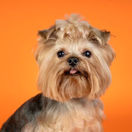 Top 10 Calm Small Dog Breeds