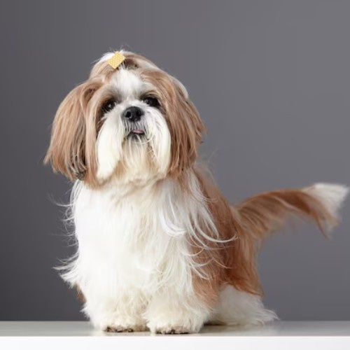 Top 10 Calm Small Dog Breeds