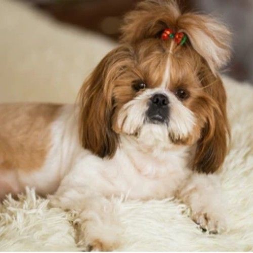 Top 10 Calm Small Dog Breeds