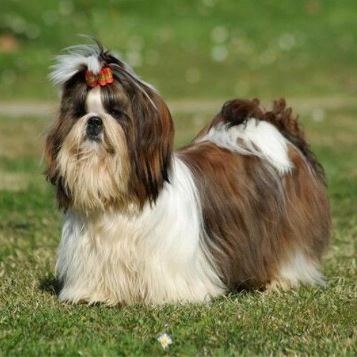 Top 10 Calm Small Dog Breeds