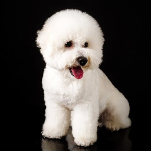 Top 10 Calm Small Dog Breeds