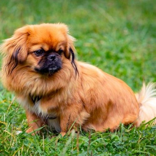 Top 10 Calm Small Dog Breeds