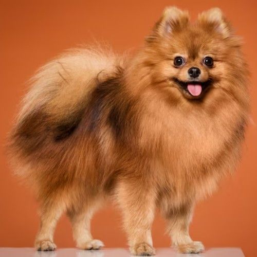 Top 10 Calm Small Dog Breeds