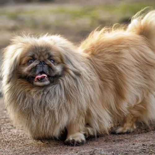 Top 10 Calm Small Dog Breeds