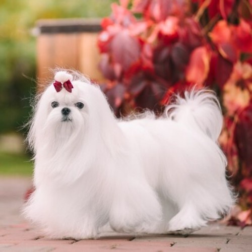 Top 10 Calm Small Dog Breeds