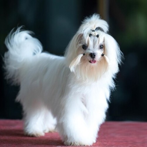 Top 10 Calm Small Dog Breeds