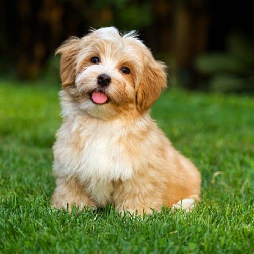 Top 10 Calm Small Dog Breeds