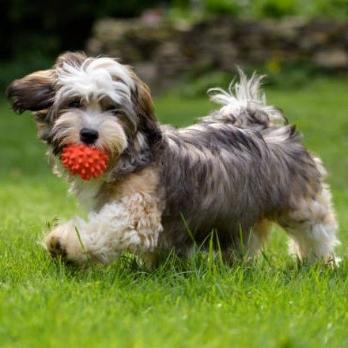 Top 10 Calm Small Dog Breeds