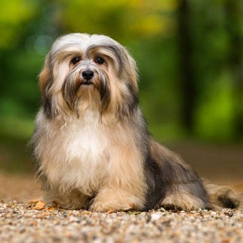 Top 10 Calm Small Dog Breeds