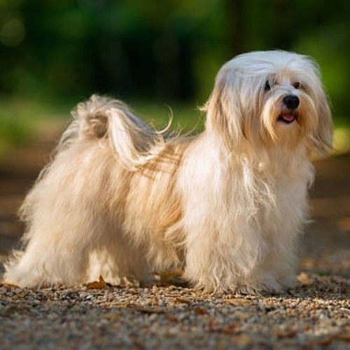 Top 10 Calm Small Dog Breeds