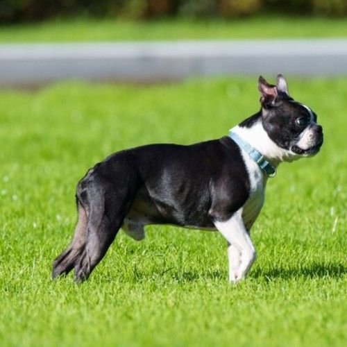 Top 10 Calm Small Dog Breeds