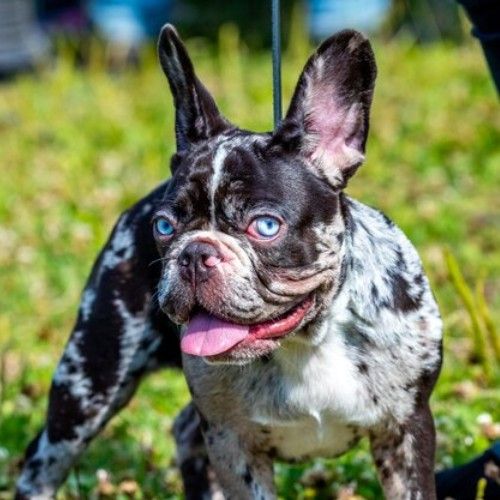 Top 10 Calm Small Dog Breeds