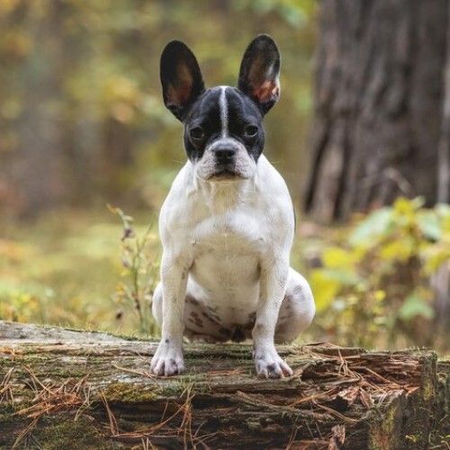 Top 10 Calm Small Dog Breeds