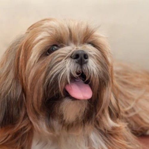 Top 10 Calm Small Dog Breeds